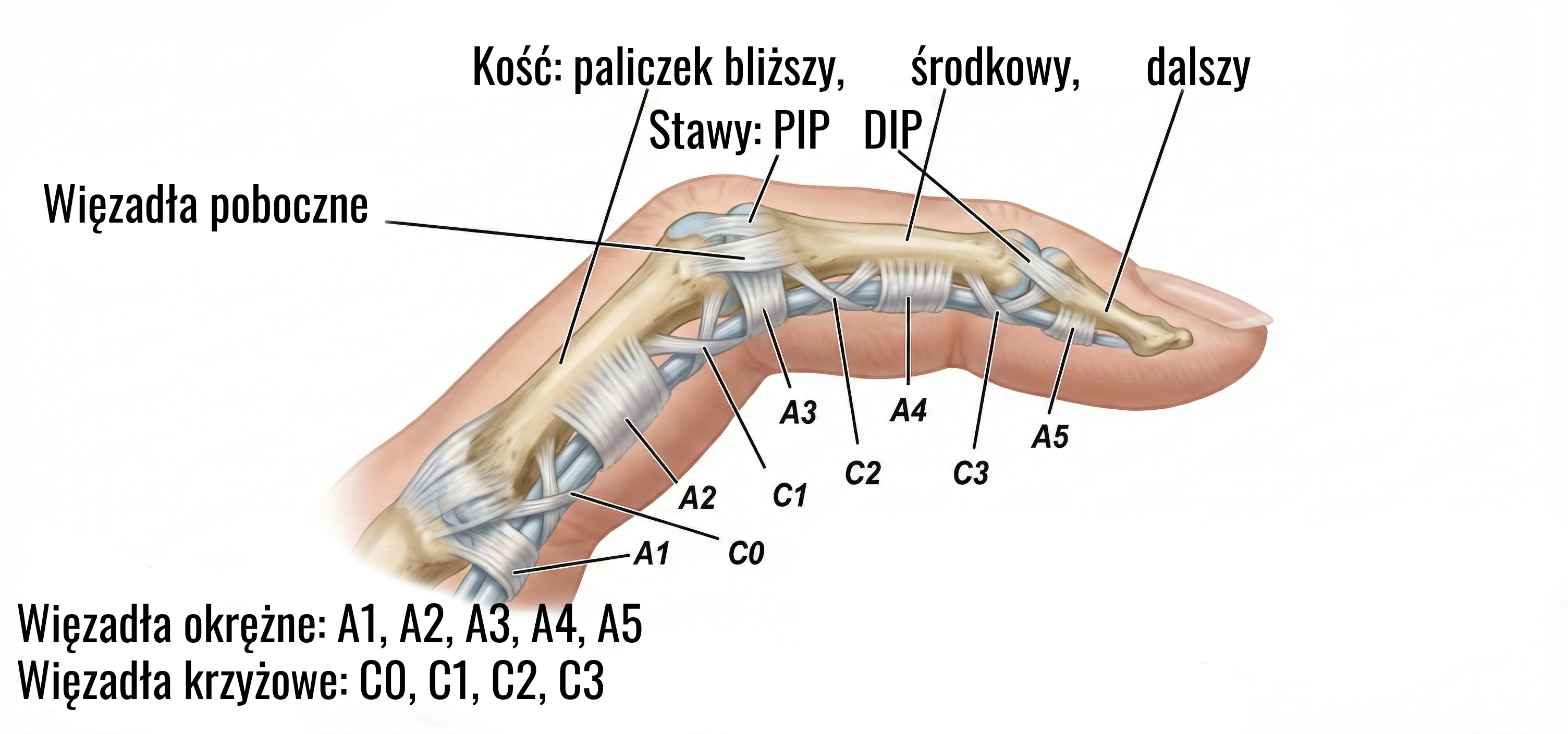 Anatomia palca - troczki i paliczki
